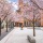 Cherry Blossom at Brindley Place (Ikon Gallery)